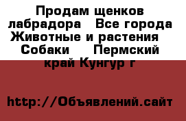 Продам щенков лабрадора - Все города Животные и растения » Собаки   . Пермский край,Кунгур г.